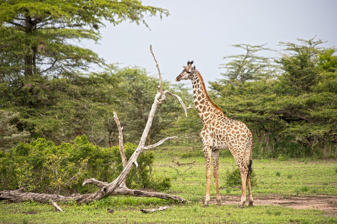Ngorongoro Crater Safari