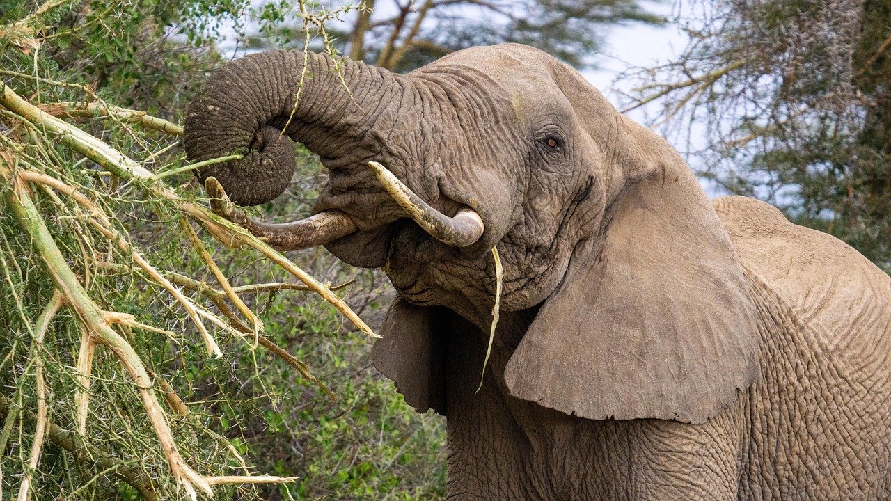 5 Days Tanzania Luxury Safari