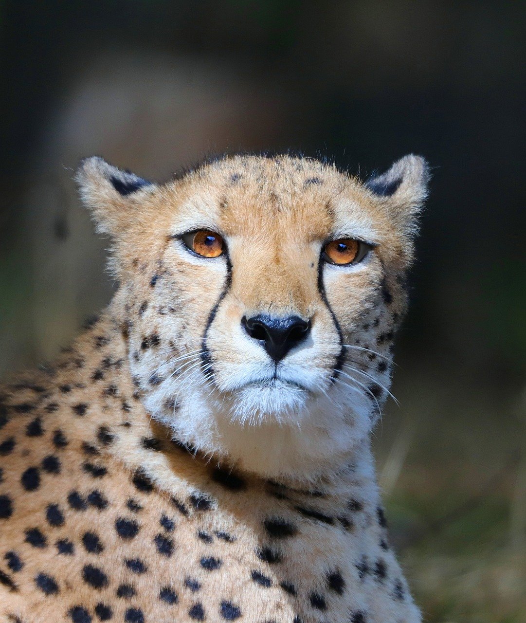 TrueCats African Travel Safari Experience