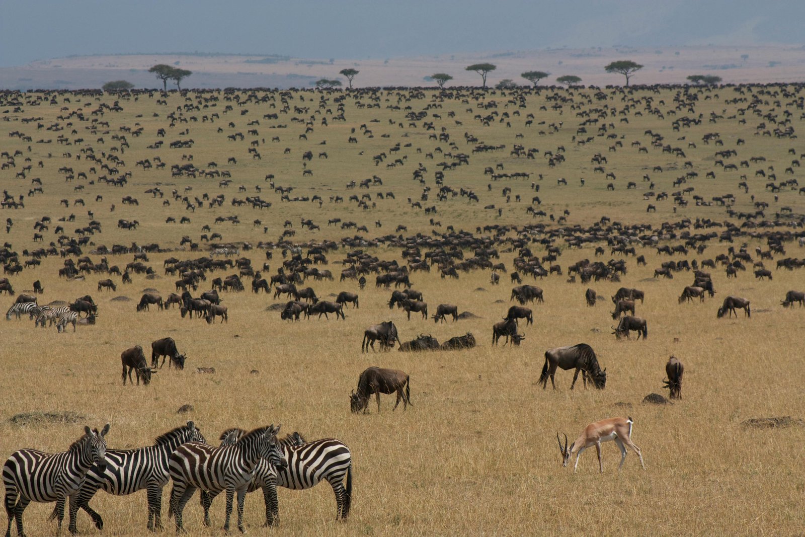 4 Days Tanzania Migration Safari Experience