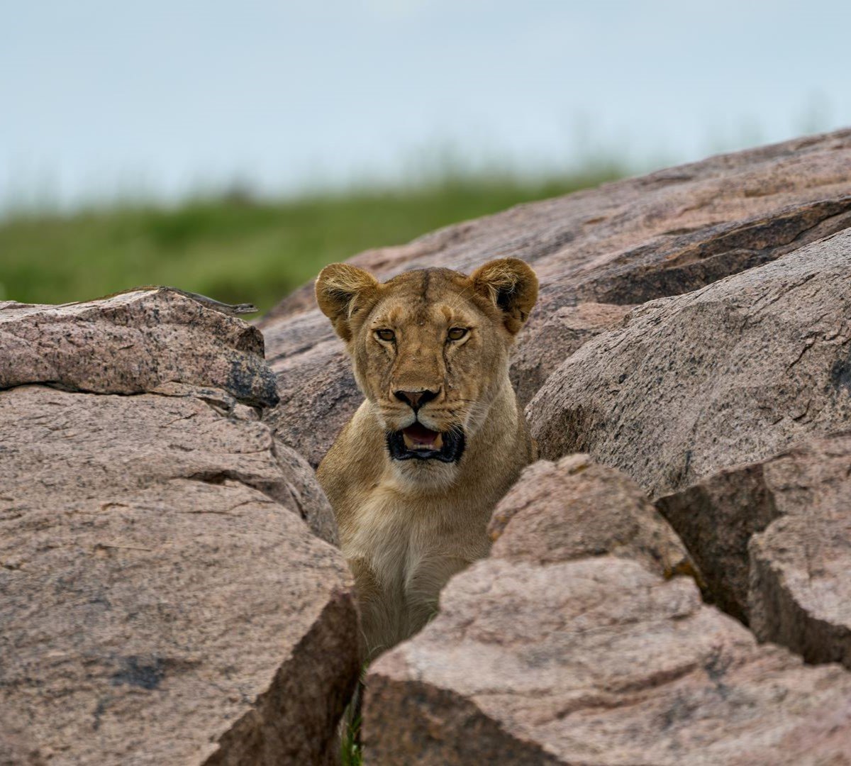 5 Days Tanzania Budget Safari Adventure for Budget Travelers