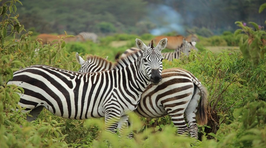 7 Days Tanzania Luxury Safari – Ultimate Wildlife & Luxury Experience