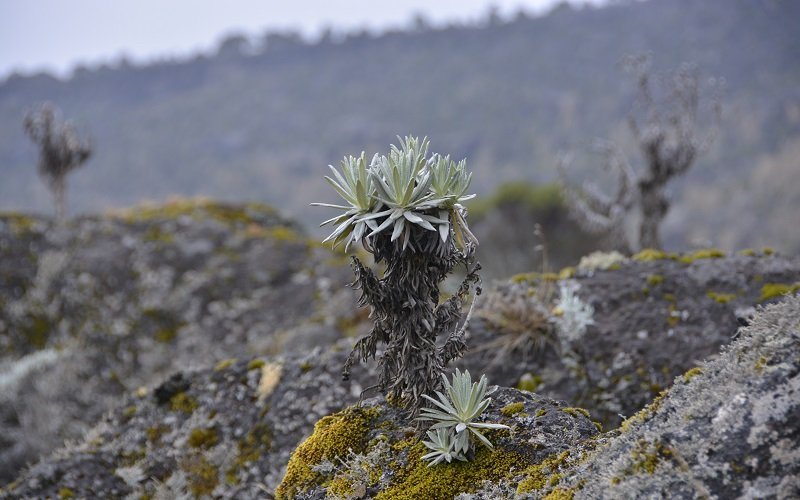 Machame Route 6 Days – Kilimanjaro Trek Adventure